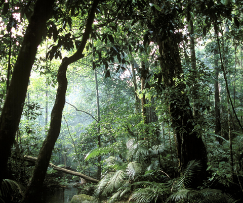Langkawi Rainforest After Dark