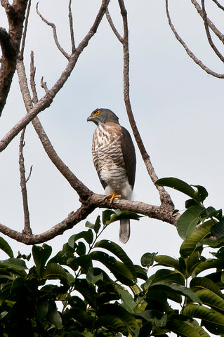 Desaru Coast Birdwatching