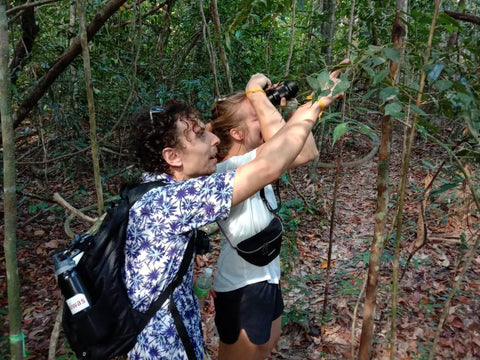 Desaru Coast Birdwatching