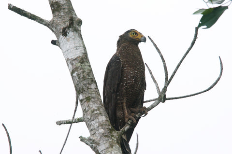 Desaru Coast Birdwatching