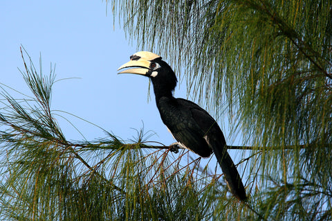 Desaru Coast Birdwatching