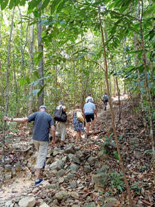 Rainforest Walking, Langkawi