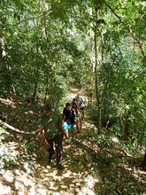 Load image into Gallery viewer, Rainforest Walking, Langkawi
